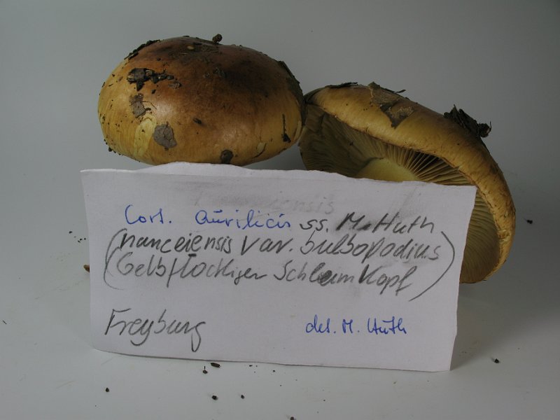 Cortinarius_nanceiensis_var_bulbopodius_Gelbflockiger Schleimkopf_8202.JPG